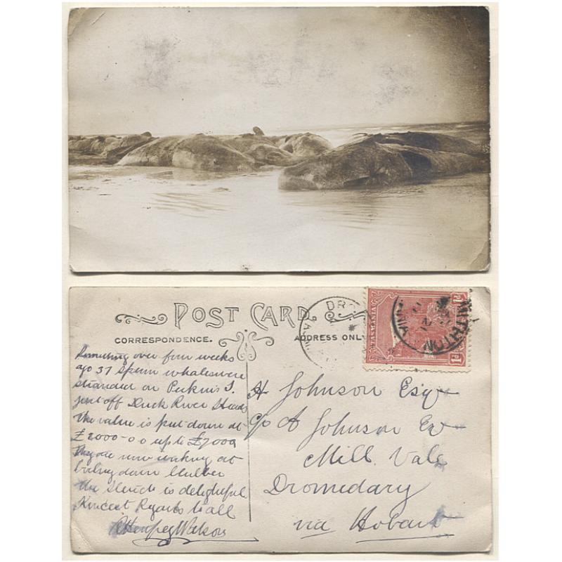 (AE10010) TASMANIA · 1911: real photo card with view of the stranding of 37 Sperm Whales on Perkins Island near Smithton ·some peripheral wear (mostly from postal use) but still in excellent condition · see full description