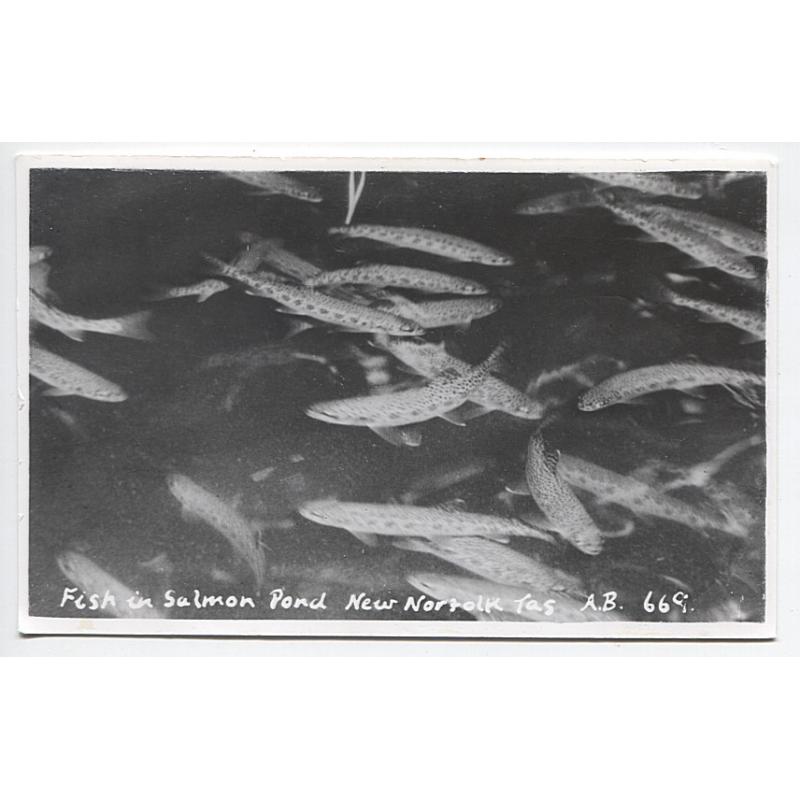 (AN1102) TASMANIA · c.1950: unused real photo card by Ash Bester (A.B.669) with a view titled FISH IN SALMON POND, NEW NORFOLK · light photochemical stains on back o/wise condition is fine · $5 STARTER!!