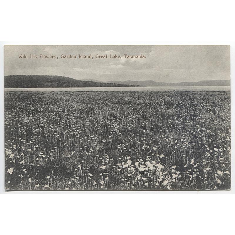 (BB1122) TASMANIA · c.1908: unused card by Spurling & Son (No.256) w/view of WILD IRIS FLOWERS, GARDEN ISLAND, GREAT LAKE · light corner crease at LR o/wise in excellent condition · I have not seen this view before