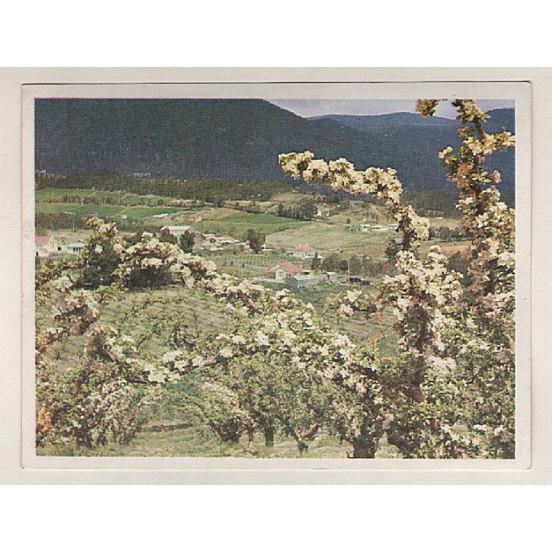 (CD15025) TASMANIA · c.1960: unused small card printed by The Mercury with a photo of the HUON VALLEY by newspaper photographer Don Stephens · fine condition · $5 STARTER!!