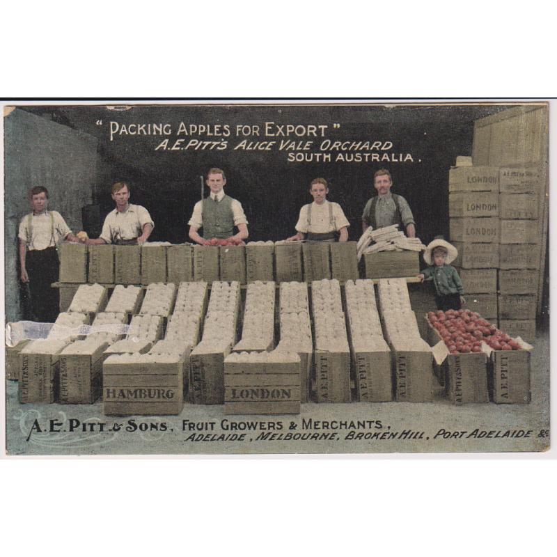 (FG1001) SOUTH AUSTRALIA · c.1910:  unused advertising card by F.W. Niven for A.E. PITT & SONS, FRUIT GROWERS & MERCHANTS titled "Packing Apples for Export" · excellent appearance but please see full description