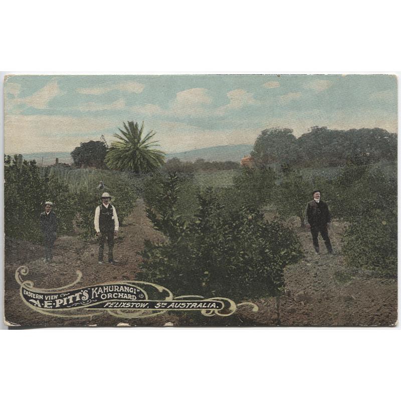(FG1058) SOUTH AUSTRALIA · c.1910: unused advertising card by F.W. Niven with an EASTERN VIEW (of) A.E. PITT'S KAHURANGI ORCHARD at FELIXSTOW · any imperfections are very minor