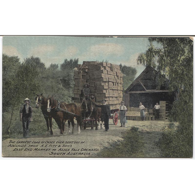 (FG1060) SOUTH AUSTRALIA · c.1910: unused advertising card by F.W. Niven for A.E. PITT & SONS titled THE LARGEST LOAD OF CASES EVER SENT OUT OF ADELAIDE (to Alice Vale Orchard) · any imperfections are quite minor