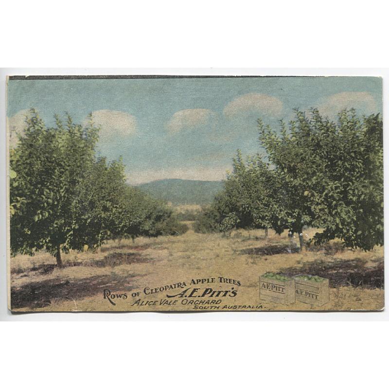 (FG1063) SOUTH AUSTRALIA · c.1910: used advertising card by F.W. Niven w/view titled ROWS OF CLEOPATRA APPLE TREES · A.E. PITT'S ALICE VALE ORCHARD · excellent appearance but please see full description