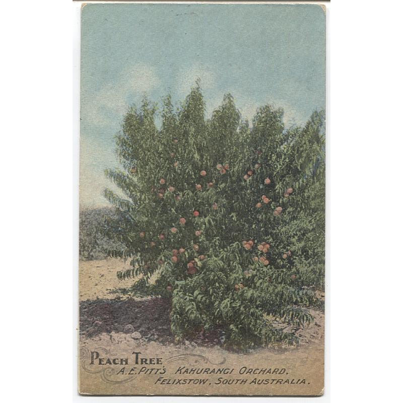 (FG1086) SOUTH AUSTRALIA · c.1910: unused advertising card by F.W. Niven for A.E. Pitt's Kahurangi Orchard, Felixstow titled PEACH TREE · some minor wear on back o/wise in excellent condition