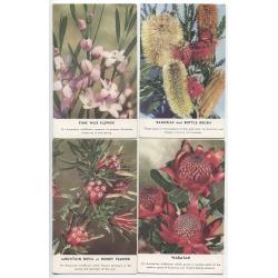 (QQ1850) AUSTRALIA · 1950s: unused cards by John Sands with 6 different portraits of native plants, the original photos by Frank Hurley · excellent to fine condition throughout · 6 cards (4 images)