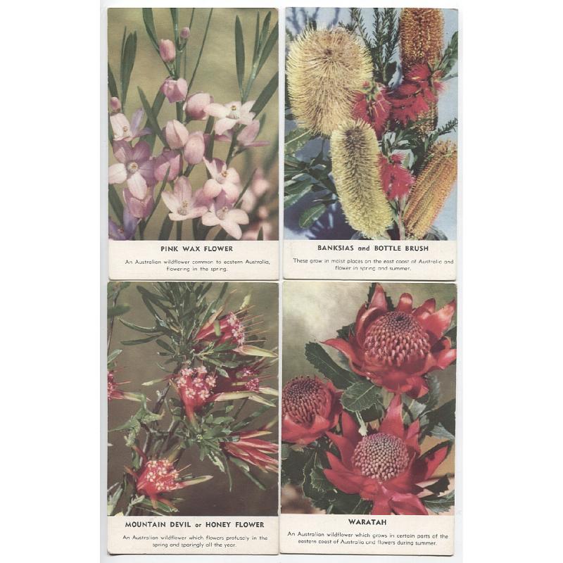 (QQ1850) AUSTRALIA · 1950s: unused cards by John Sands with 6 different portraits of native plants, the original photos by Frank Hurley · excellent to fine condition throughout · 6 cards (4 images)