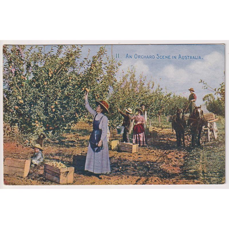 (SS1144) AUSTRALIA · c.1910: unused "High Commissioner of Australia" promotional card titled 11. AN ORCHARD SCENE IN AUSTRALIA from Series No.2 · excellent condition