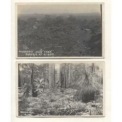 (SS15010) QUEENSLAND · 1930s: four unused real photo cards with views of the BUDERIM area · photographer/publisher not identified · all items in excellent to fine condition (2 images)