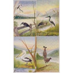 (VV1122) NEW SOUTH WALES · c.1910: six unused "Art Series" (NSW Bookstall) "Australian Series" colour cards with illustration of various birds - EMU, PELICAN, KOOKABURRAS, etc. - all cards are in F to VF condition (2 images)