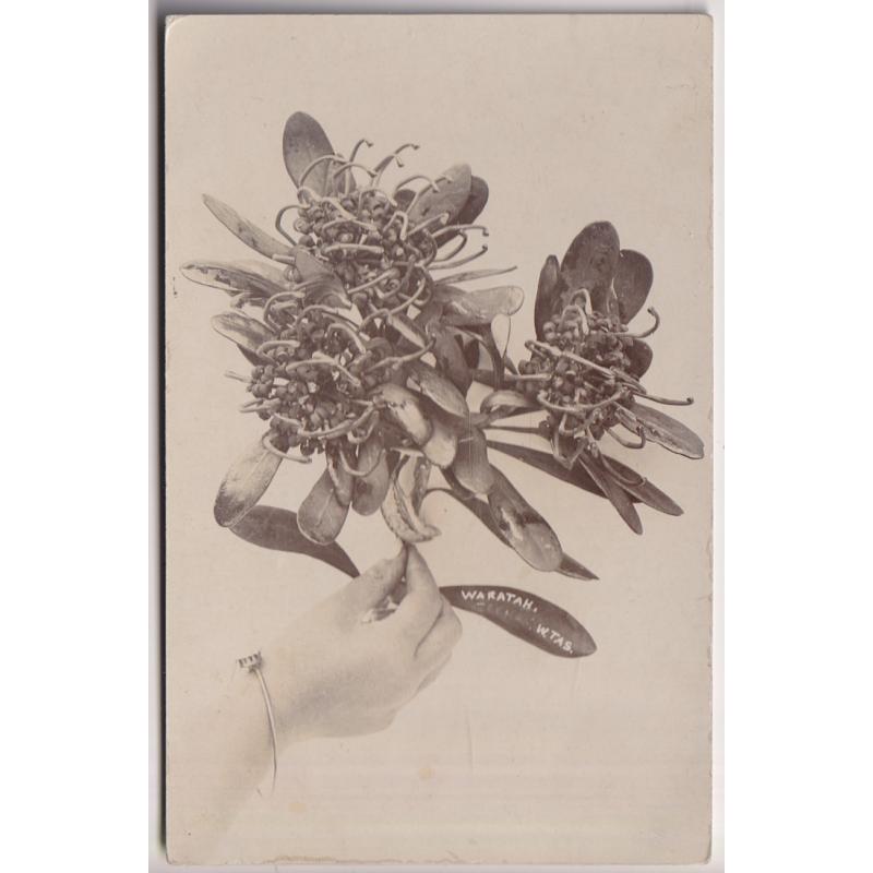 (WS1232) TASMANIA · c.1910: real photo card with a female hand holding a sprig of WARATAH · 'ZEEHAN' nearly erased next to W. TAS. · photographer not identified · greeting on verso but not postally used · fine condition