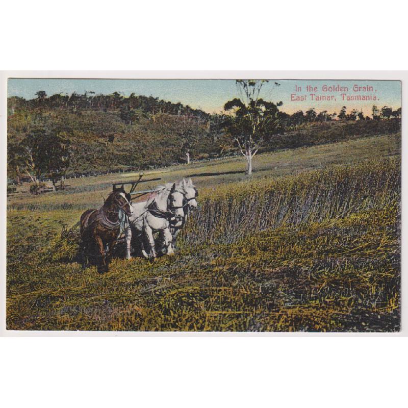 (WW1105) TASMANIA · 1909: postally used card by Spurling & Son (No.446) w/view captioned IN THE GOLDEN GRAIN, EAST TAMAR · mailed at Forcett with 1d Pictorial franking · fine condition