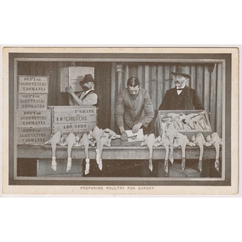 (WW1420) TASMANIA ·  1908: unused card printed by the Tasmanian Government for distribution at the Franco-British Exhibition, London w/view titled PREPARING POULTRY FOR EXPORT · see full description · this is one of the scarcer views in the series