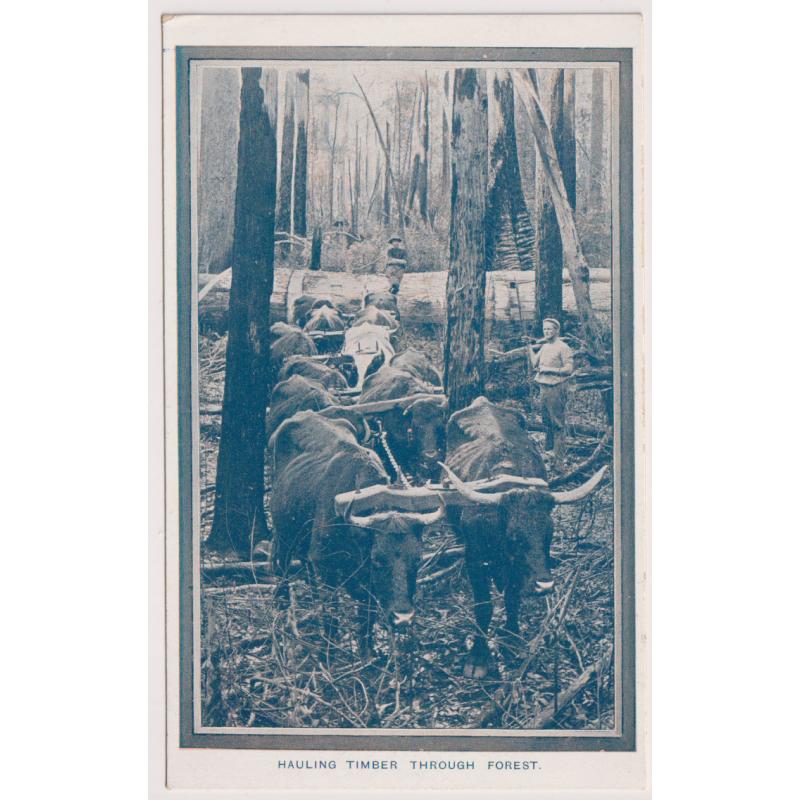 (WW1452) TASMANIA · 1908: unused "Franco-British Exhibition card" printed by the Tas Govt Printer to promote Tasmania titled HAULING TIMBER THROUGH FOREST in F to VF condition in excellent to fine condition