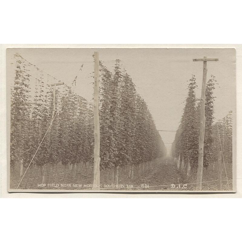 (WW15006) TASMANIA · c.1920: a real photo card produced by D.I.C. for the Tourist Bureau w/view of a HOP FIELD NEAR NEW NORFOLK SOUTHERN TAS (691) · message on verso but not postally used · fine condition