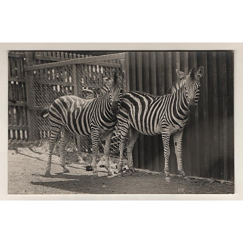 (WW15057) TASMANIA · 1920s: unused real photo card by J.W. Beattie with a portrait of ZEBRAS at the BEAUMARIS ZOO, DOMAIN HOBART · VF condition and the first example I've seen