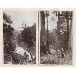 (WW15097) TASMANIA · c.1920: complete set of 12x WEST COAST VIEWS published by the MOUNT LYELL TOURIST ASSOCIATION · all but 2 are unused · mainly well above average condition for this series (4 images)