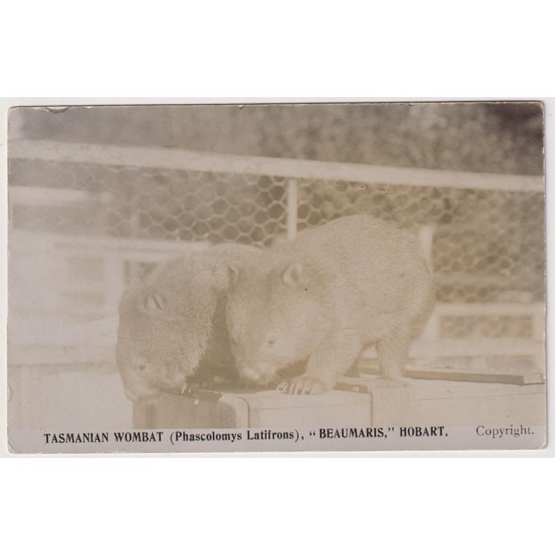 (WW1534) TASMANIA  · 1920s: unused real photo card with a portrait of TASMANIAN WOMBATS at BEAUMARIS (ZOO), HOBART in excellent to fine condition