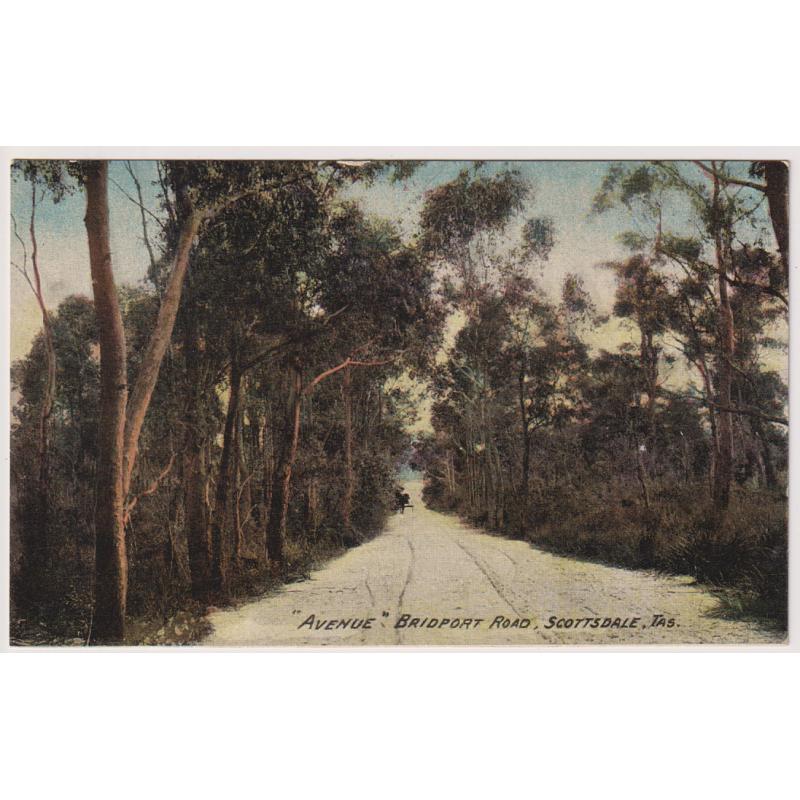 (WW1558) TASMANIA  · 1910: unused card by F.W. Niven w/view of the "AVENUE" BRIDPORT ROAD SCOTTSDALE in fine condition .... see largest image