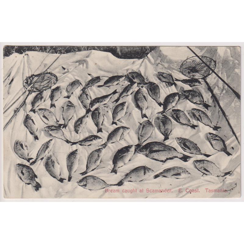 (WW1577) TASMANIA · c.1908": unused card by Spurling & Son  without number titled BREAM CAUGHT AT SCAMANDER E. COAST in excellent to fine condition