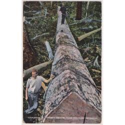 (WW1580) TASMANIA · c.1908: Birchall's colour card w/view TASMANIAN TIMBER INDUSTRIES  FELLED TREE, READY FOR HAULING optd by firm with advertisement for a BIG BOOK SALE · excellent to fine condition (2 images)