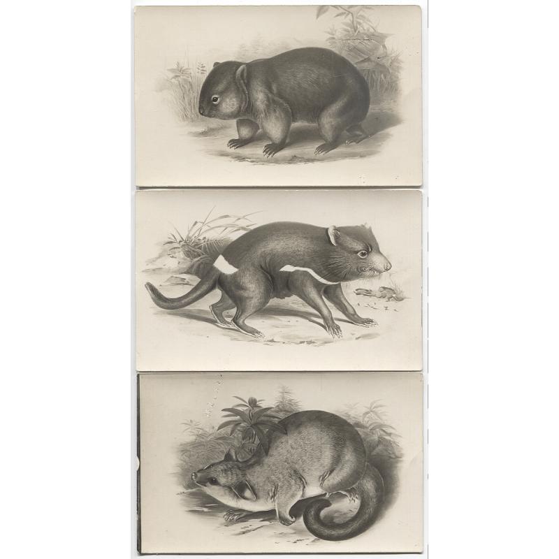 (YY1056) TASMANIA · c.1920: unused real photo cards by J.W. Beattie featuring illustrations of Tasmanian animals, all in VF condition - comprises a BRUSH POSSUM, a TASMANIAN DEVIL and a WOMBAT (3)